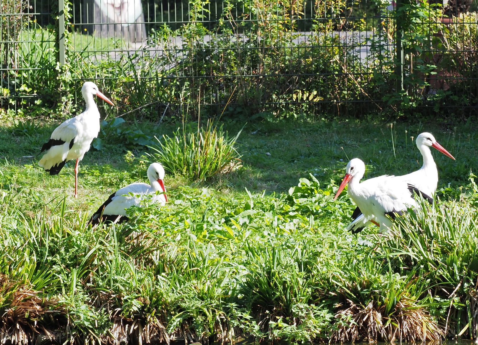 1740512620Bild 101 Weißstorch.jpg